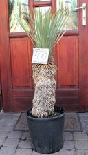 Yucca rostrata, tronco 95 cm /