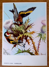 CARTOLINA CARDELLINO CACCIA ROBERTO LEMMI CACCIATORE EDITORIALE OLIMPIA