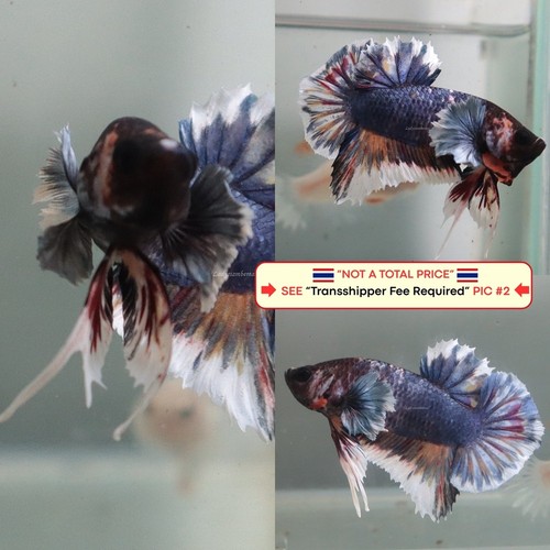 Live betta fish - live, (thailandia)