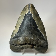 Dente di squalo megalodonte 5,63 pollici - enorme - fossile autentico - denti naturali 19949