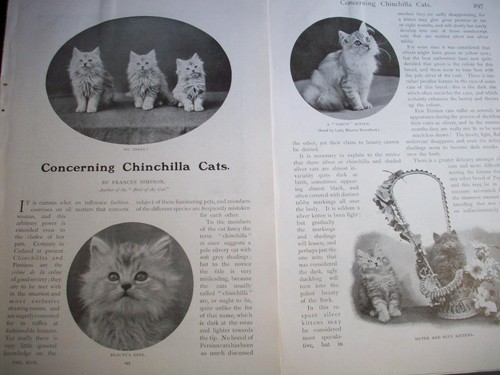1905 chinchilla persian cats - chinchilla,