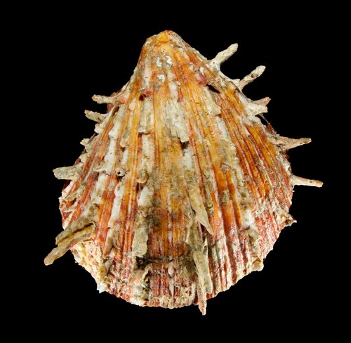 Conchiglia spondylus - conchiglia,