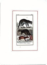 Stampa Antiche Epoca '800