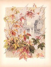 Stampa antica vite canadese - stampa, al