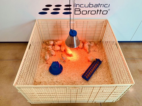Recinto per pulcini - pulcini, lampada