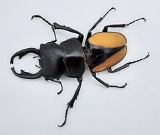 Lucanidae Odontolabis micros, mandibole speciali, A1-, 44 mm, telodont, XL