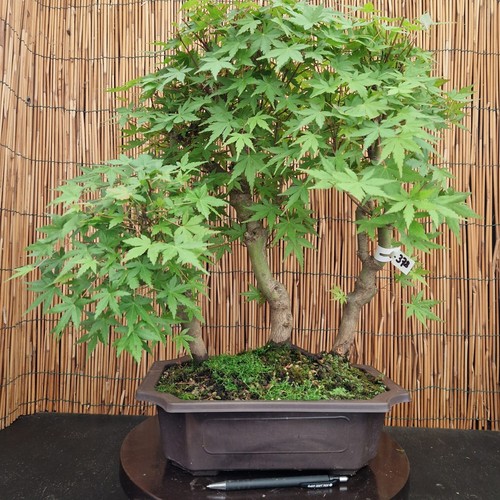Bonsai acero yamamomijii h - bonsai,
