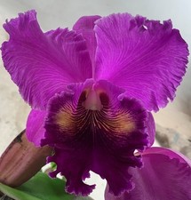 Cattleya