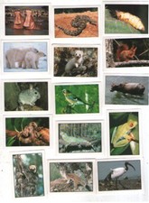 Animali - Edigamma - lotto di