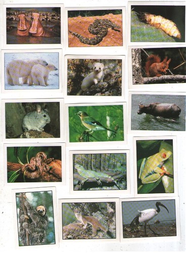 Animali edigamma lotto - animali,