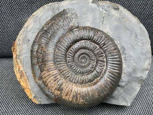 Large dactylioceras - large, sp