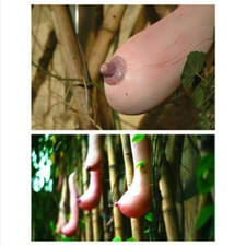 15 SEMI ZUCCA UMP A FORMA DI SENO + OMAGGIO