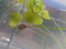 12 Lumache physa + Batteri