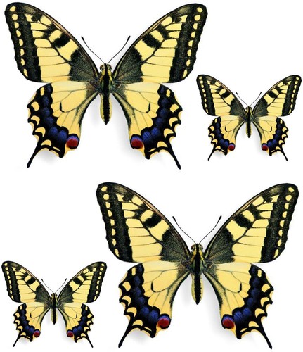 Sticker adesivi adesivo pc - adesivo,