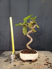 Bonsai Di Fico