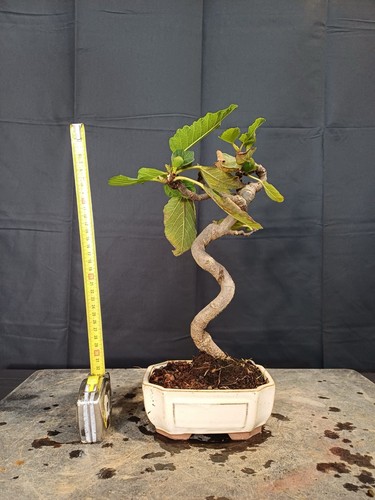 Bonsai fico - di,