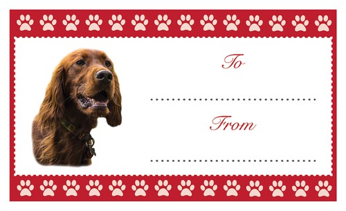Setter irlandese natale - irlandese,