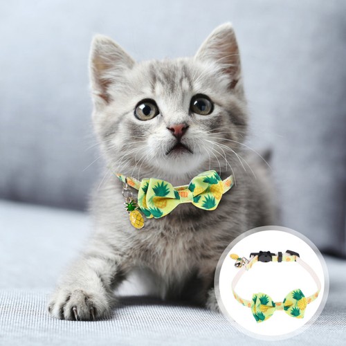 Accessori per cane collare - accessori,