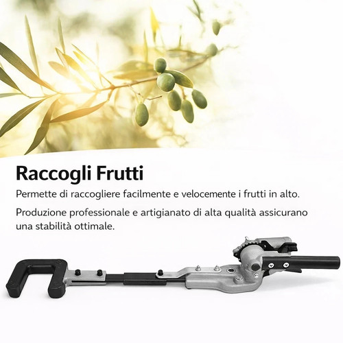 Testa raccogli olive per - testa,