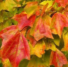 100 Semi Acer Buergerianum