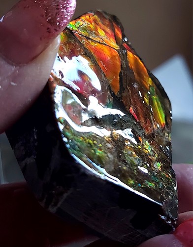 Ammolite ammonite tabletop - ,