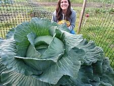 SEMI DI CAVOLO GIGANTE, 50 SEMI SELEZIONATI + OMAGGIO