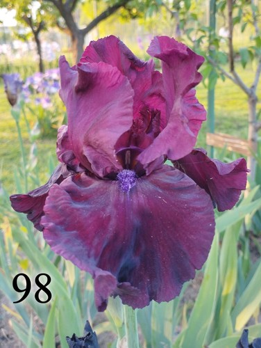 Rizoma iris germanica - 1,
