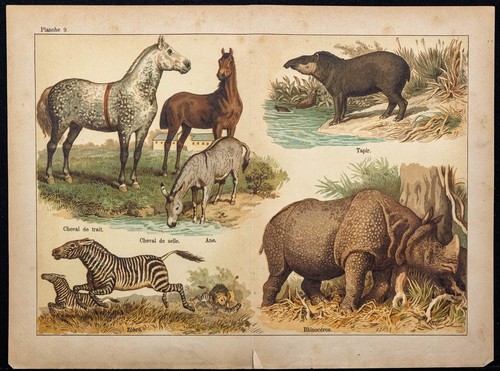 1890ca rinoceronte zebra - 1890ca,