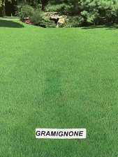 GRAMIGNONE 5 KG Paspalum Notatum Sementi Prato Professionale