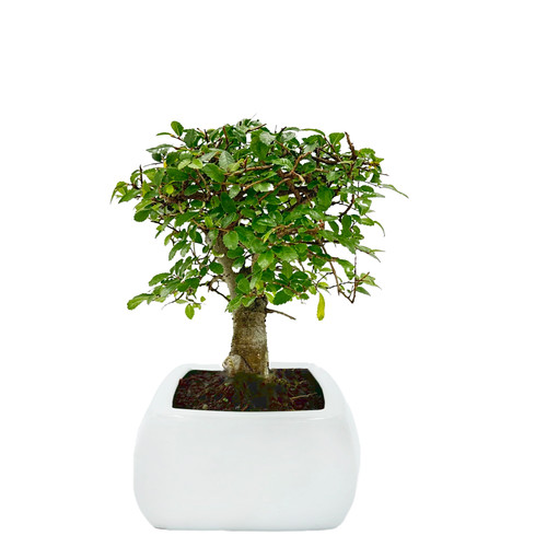 Bonsai olmo palla in - bonsai, di