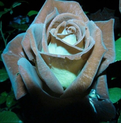 Rosa alla menta - 10, al