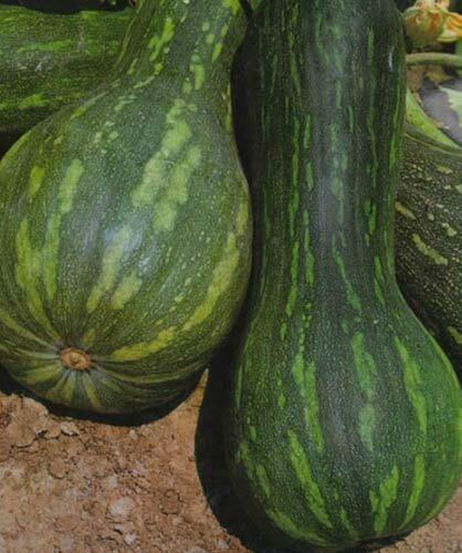 Semi zucca lunga - lunga, napoli