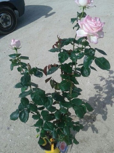 Pianta di rose a - 2,