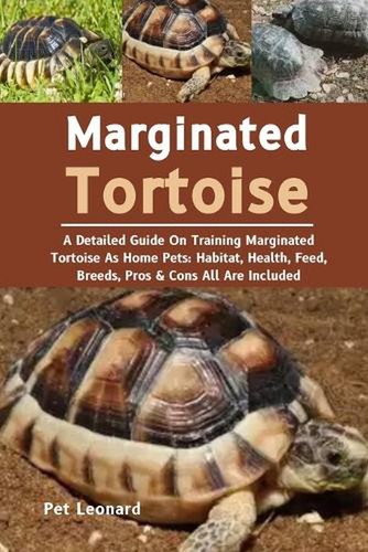 Marginated tortoise a - marginated, tortoise: