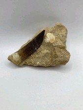 Plesiosaurus denti fossili - , in