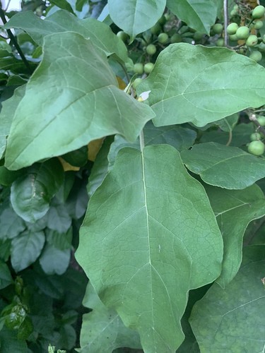 100 fresh organic - fresh,