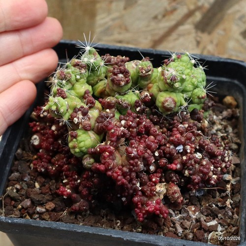 Mammillaria bocasana fred