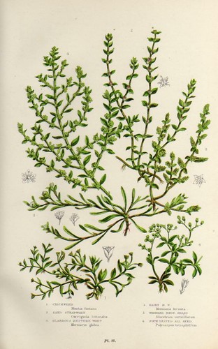 Stampa botanica antica 1899 - botanica,