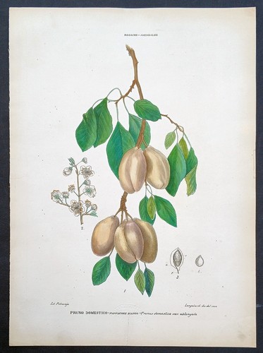 Stampa antica petraroja - stampa,