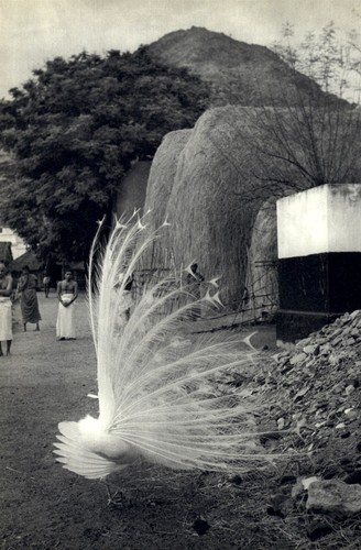 1952 henri cartier - henri,