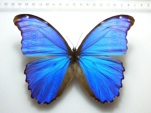 Entomologia farfalla morpho - farfalla:,