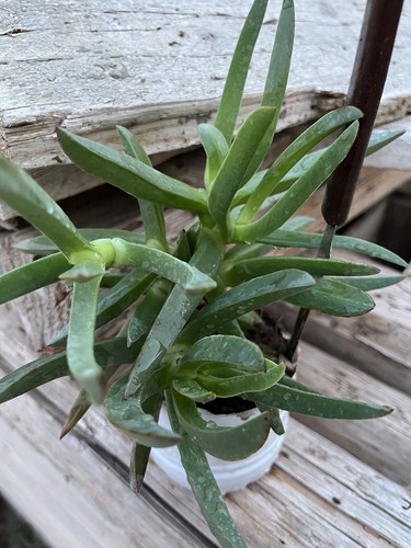 Carpobrotus edulis due - edulis, 🌸due
