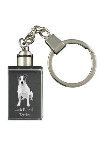 Jack russell terrier - jack,