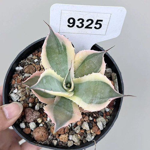 Pianta variegata pezzo - variegata, 1
