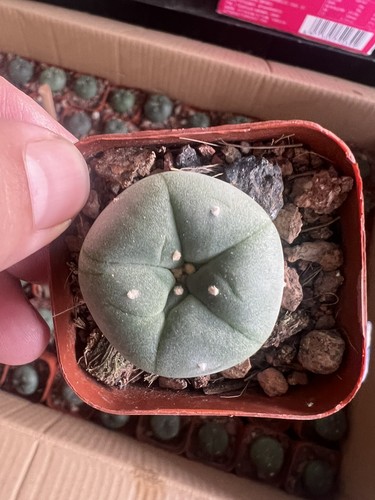 Pezzi cm lw copiapoa - pezzi, cm/lw/copiapoa