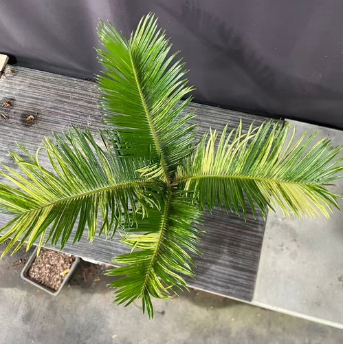 Cycas revoluta thunb - cycas,