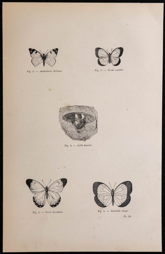 1869 papillons - 1869,