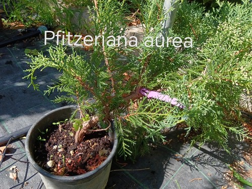 Ginepro prebonsai bonsai - ginepro,