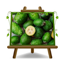 Feijoa Sellowiana pianta da frutto su vaso da 20 cm Altezza: 50-60 cm