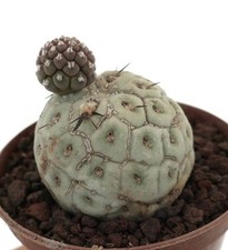 Tephrocactus geometricus TWO
